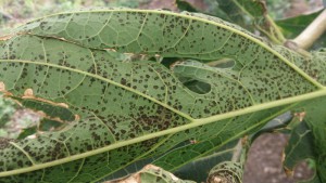 Mancha de la Papaya 2