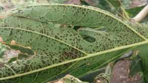 Mancha de la Papaya 2