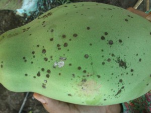 Mancha de la Papaya 3